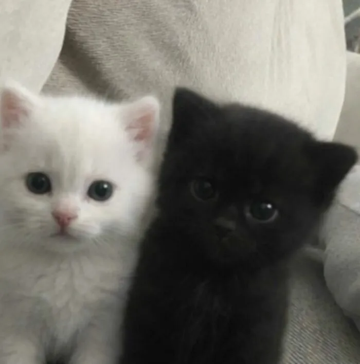 This Page Is Dedicated To Cats With Attitude, And Here Are 65 Of Their Best Moments