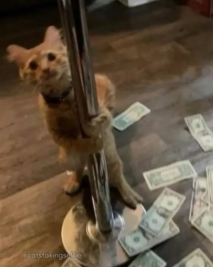 This Page Is Dedicated To Cats With Attitude, And Here Are 65 Of Their Best Moments