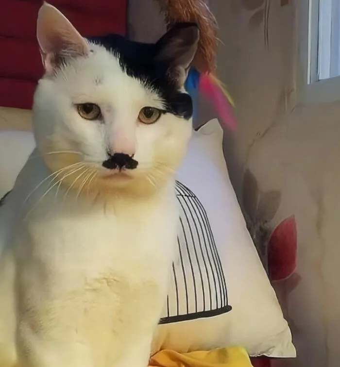 This Page Is Dedicated To Cats With Attitude, And Here Are 65 Of Their Best Moments