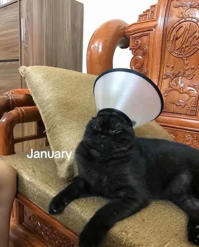 This Page Is Dedicated To Cats With Attitude, And Here Are 65 Of Their Best Moments