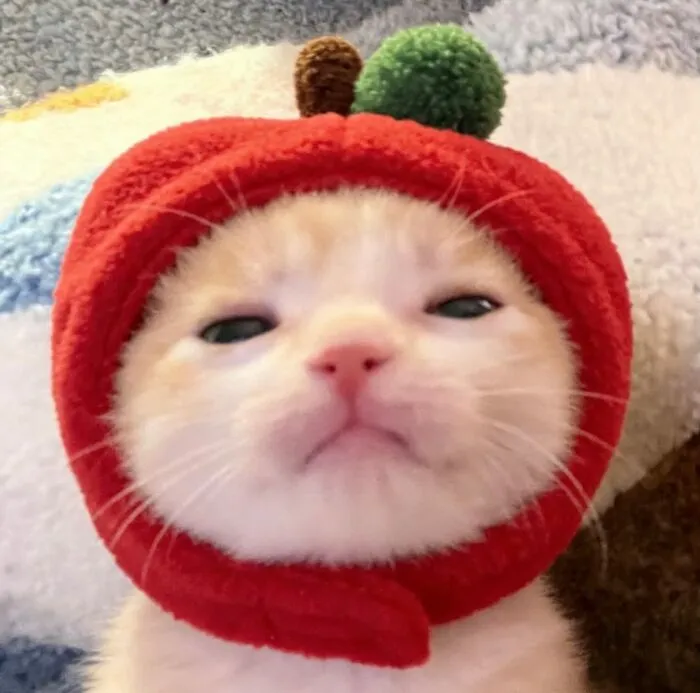 This Page Is Dedicated To Cats With Attitude, And Here Are 65 Of Their Best Moments