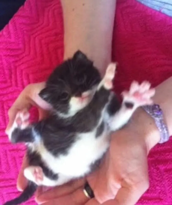 This Page Is Dedicated To Cats With Attitude, And Here Are 65 Of Their Best Moments