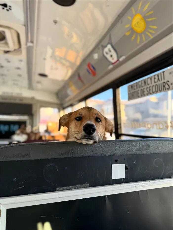 A dog resting its head on a bus seat inside a dog daycare school bus during a pup pickup adventure.