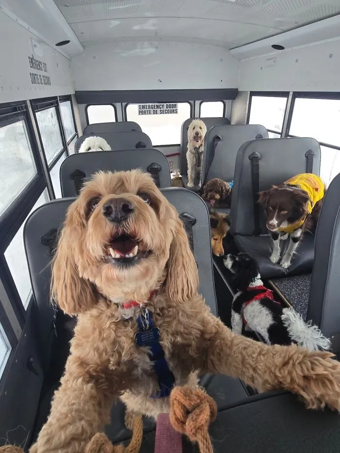 This Doggie School Bus Drives Pups To Daycare, And Here Are 50 Photos From Their Daily Trips