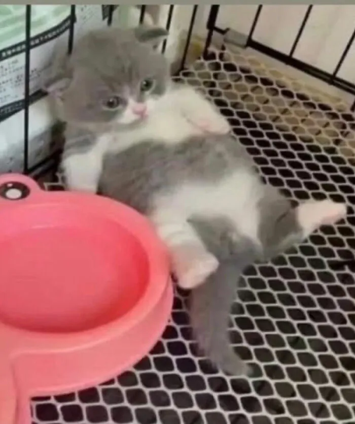 This Page Is Dedicated To Cats With Attitude, And Here Are 65 Of Their Best Moments