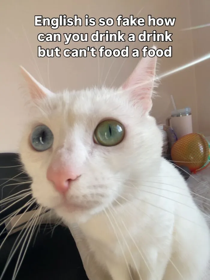 45 Feel-Good Memes From 'A Cat Named Snowflake'