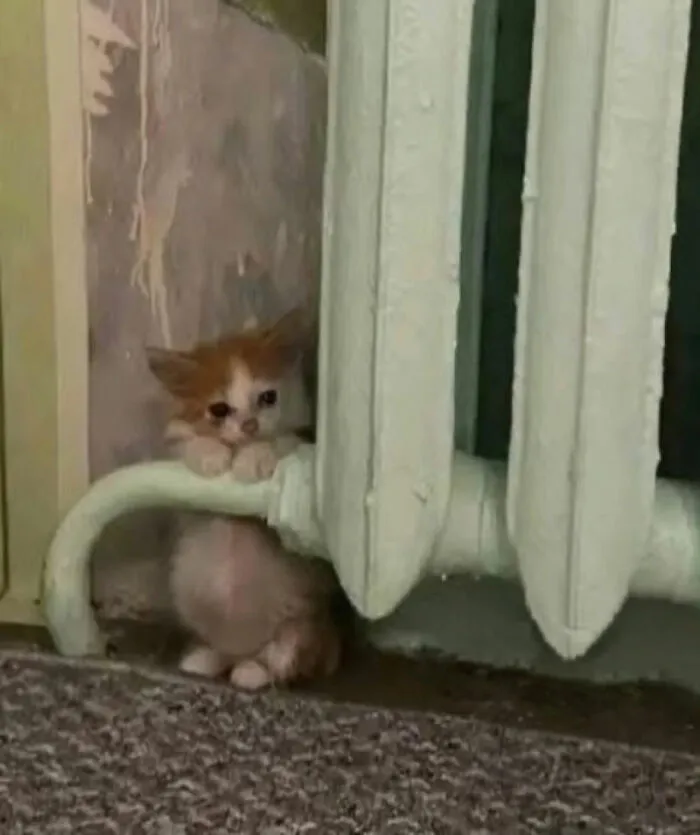 This Page Is Dedicated To Cats With Attitude, And Here Are 65 Of Their Best Moments