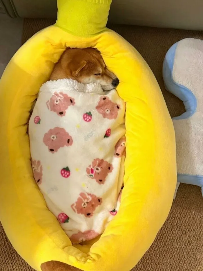 This Page Shared 50 Chonky Animals That Are Equal Parts Cute And Hilarious