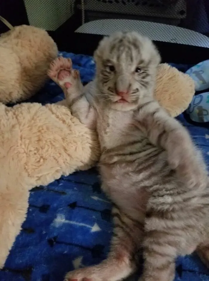 These 60 Animal Pics Are The Mood Boost We All Needed Today