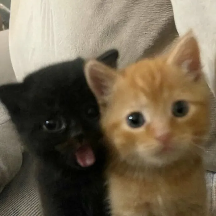 This Page Is Dedicated To Cats With Attitude, And Here Are 65 Of Their Best Moments