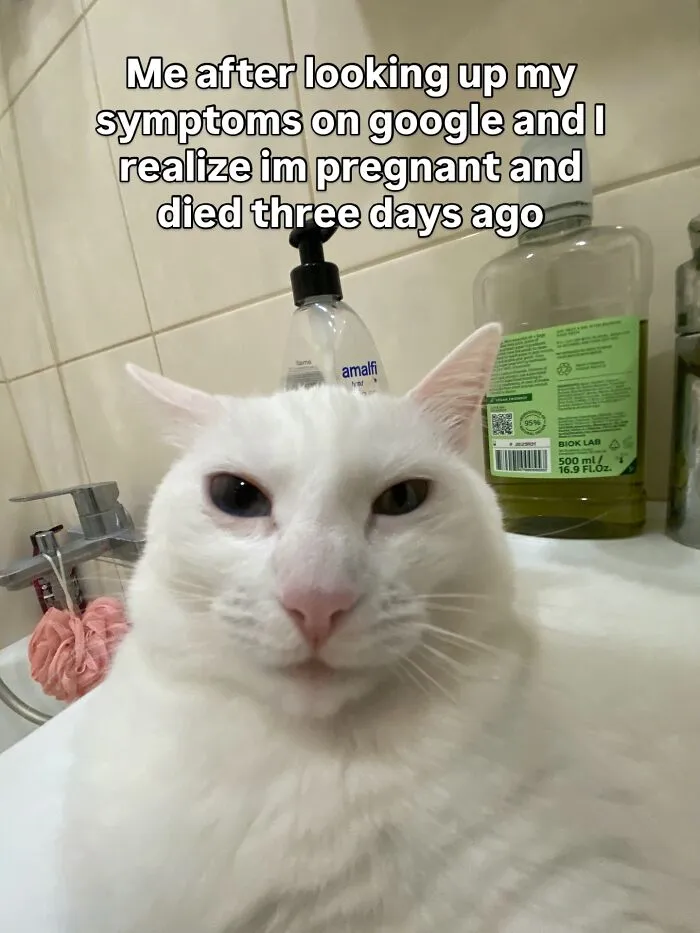 45 Feel-Good Memes From 'A Cat Named Snowflake'