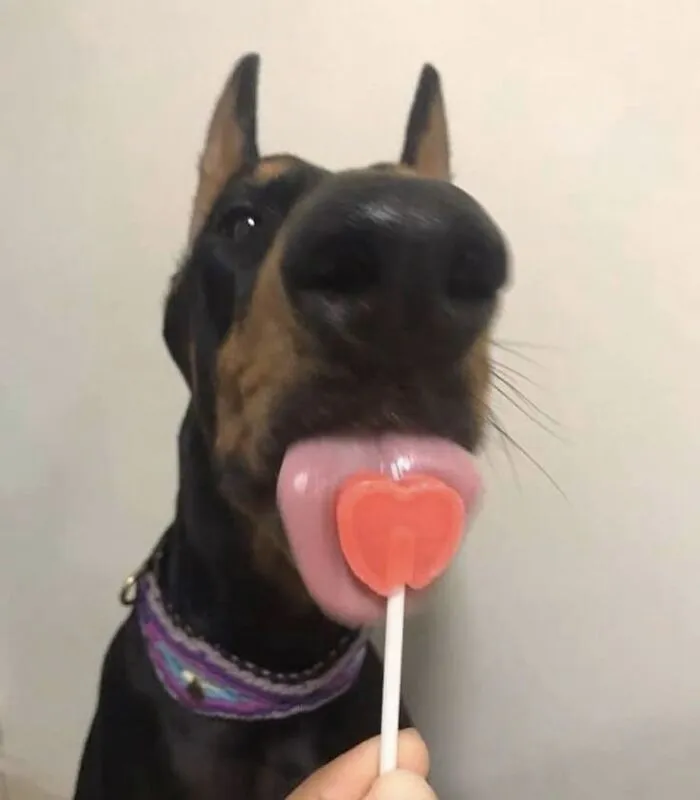 These 60 Animal Pics Are The Mood Boost We All Needed Today