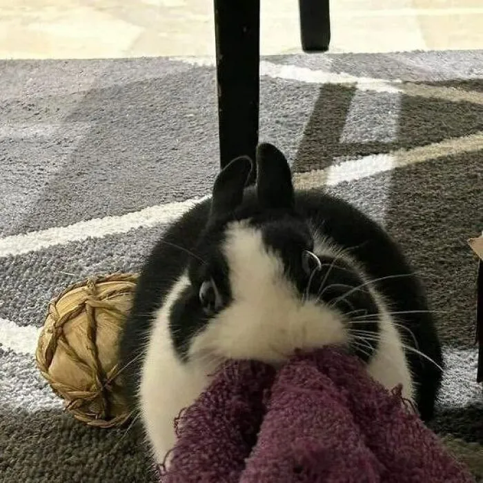 These 60 Animal Pics Are The Mood Boost We All Needed Today