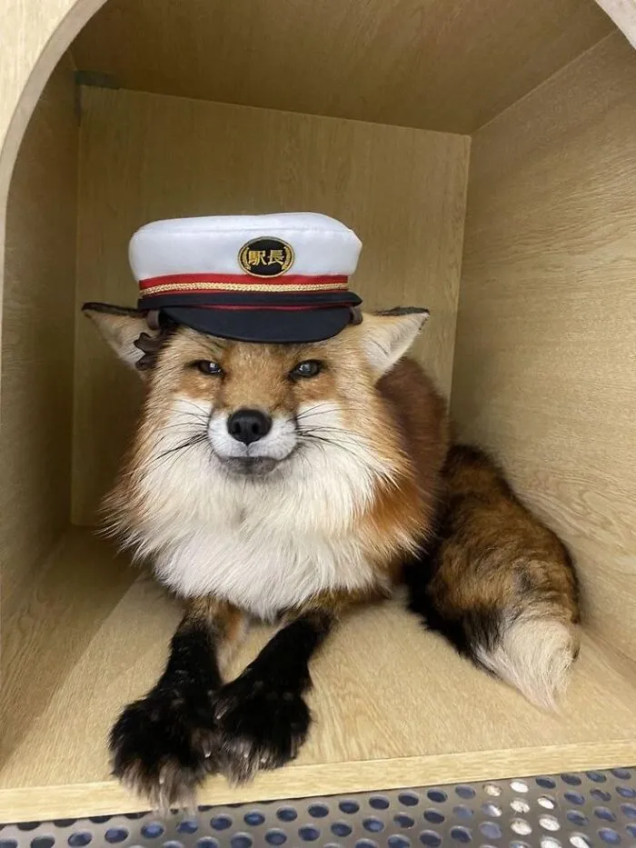 These 60 Animal Pics Are The Mood Boost We All Needed Today