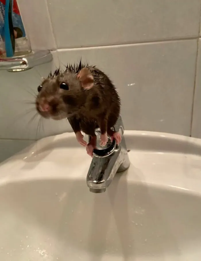 These 60 Animal Pics Are The Mood Boost We All Needed Today