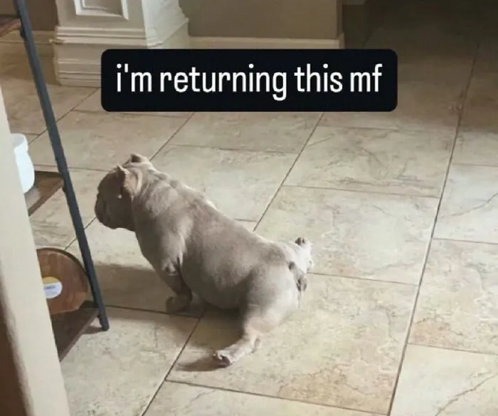 85 Irresistible Dog Moments Shared By This Community
