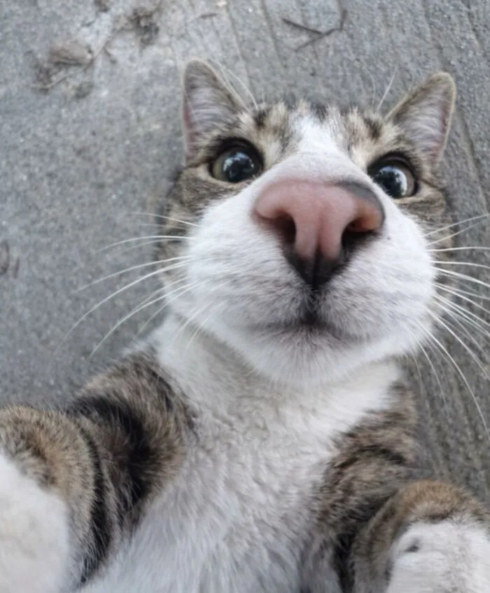 This Page Is Dedicated To Cats With Attitude, And Here Are 65 Of Their Best Moments