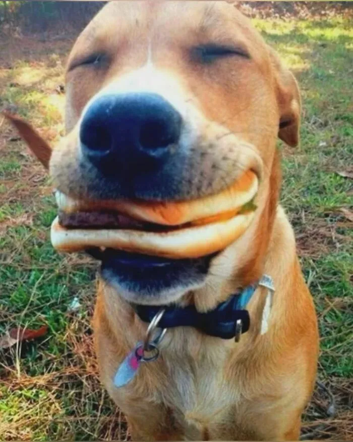 These 60 Animal Pics Are The Mood Boost We All Needed Today