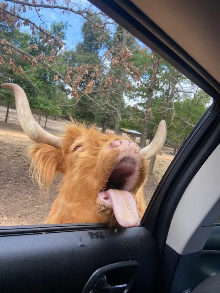 These 60 Animal Pics Are The Mood Boost We All Needed Today