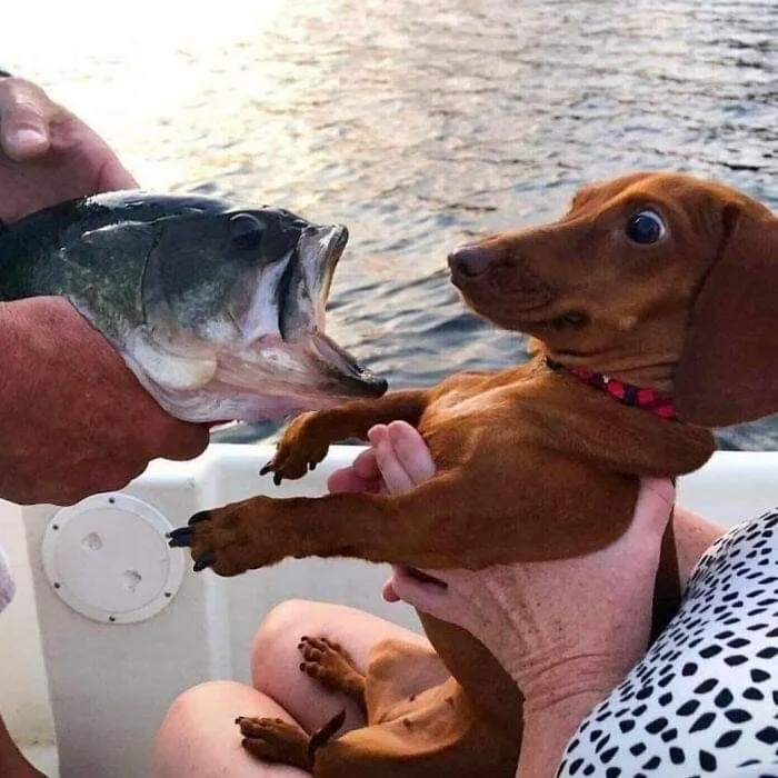These 60 Animal Pics Are The Mood Boost We All Needed Today
