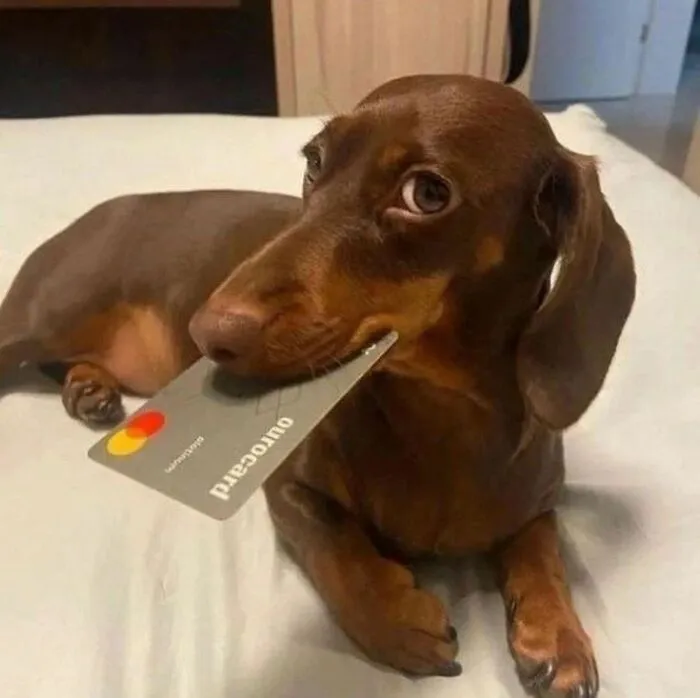 These 60 Animal Pics Are The Mood Boost We All Needed Today