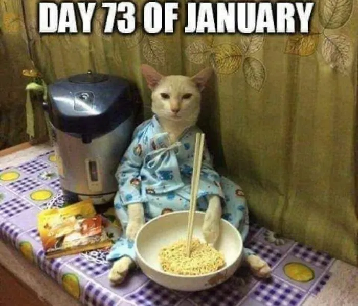 This Page Is Dedicated To Cats With Attitude, And Here Are 65 Of Their Best Moments