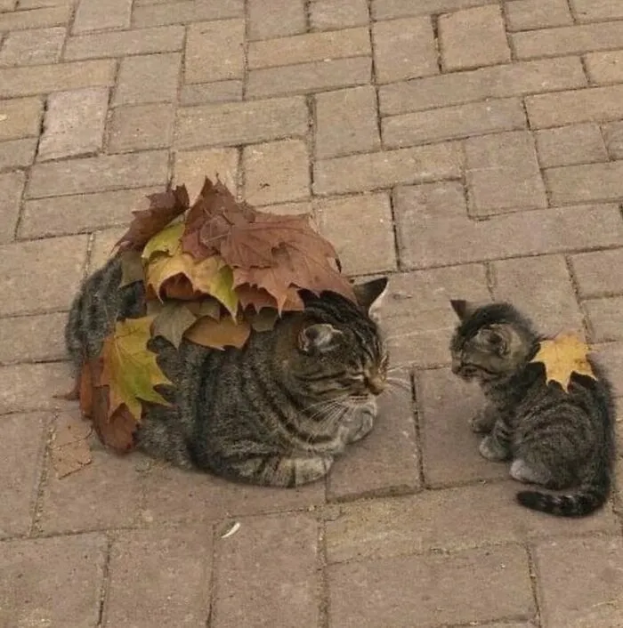 This Page Is Dedicated To Cats With Attitude, And Here Are 65 Of Their Best Moments