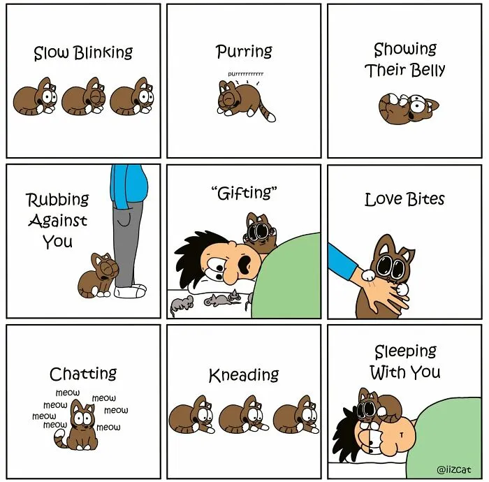 This Cartoonist Turns Everyday Cat Nonsense Into Hilarious Comics (29 New Comics)