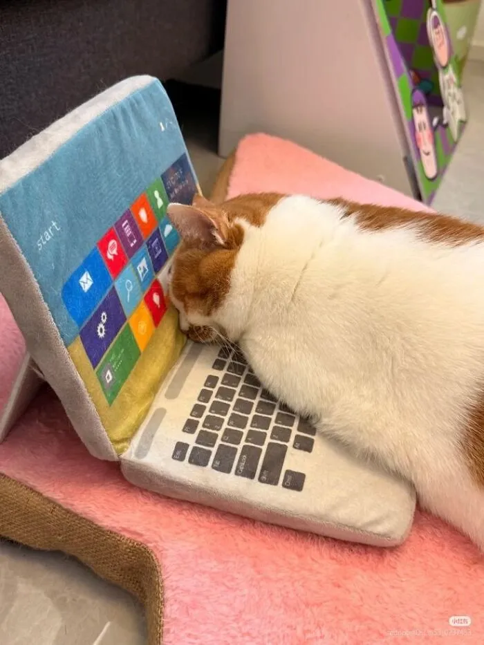 These 60 Animal Pics Are The Mood Boost We All Needed Today