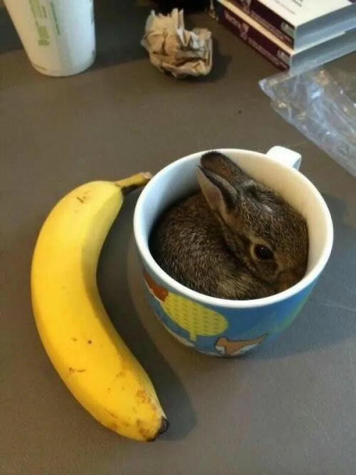 These 60 Animal Pics Are The Mood Boost We All Needed Today