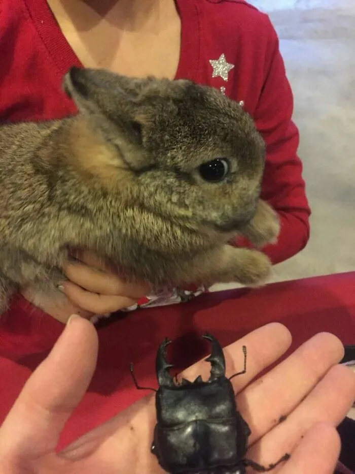 These 60 Animal Pics Are The Mood Boost We All Needed Today