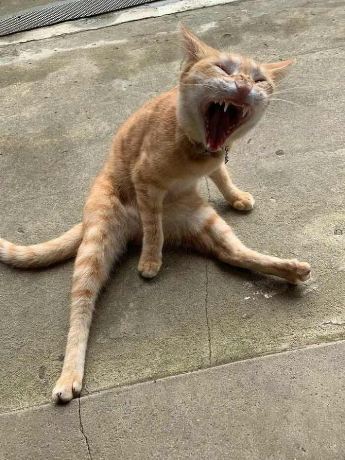 These 60 Animal Pics Are The Mood Boost We All Needed Today