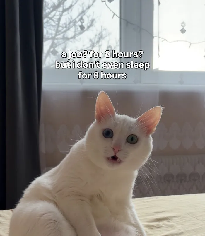 45 Feel-Good Memes From 'A Cat Named Snowflake'