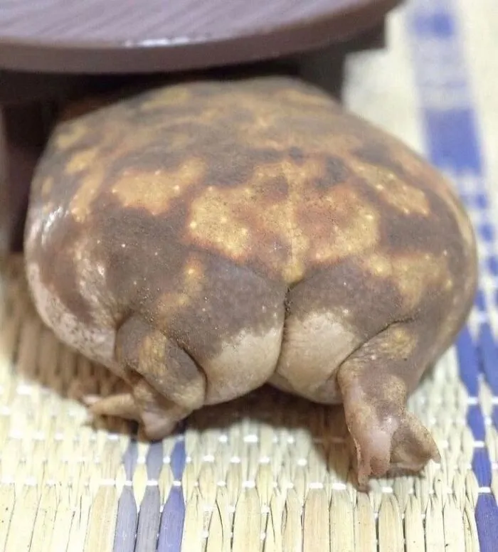 These 60 Animal Pics Are The Mood Boost We All Needed Today