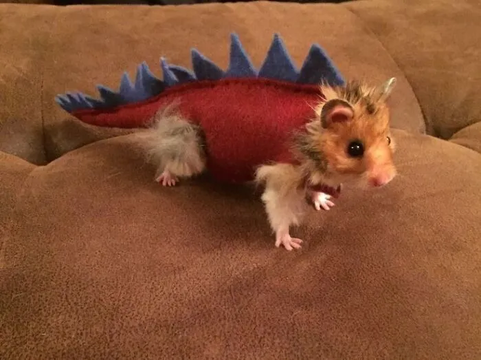 These 60 Animal Pics Are The Mood Boost We All Needed Today