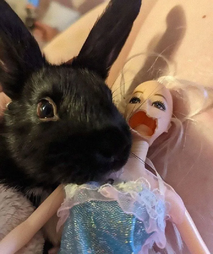 These 60 Animal Pics Are The Mood Boost We All Needed Today