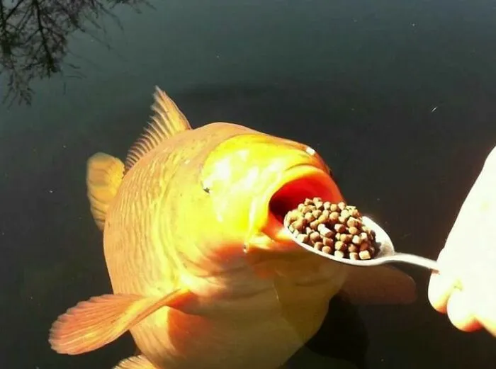 These 60 Animal Pics Are The Mood Boost We All Needed Today