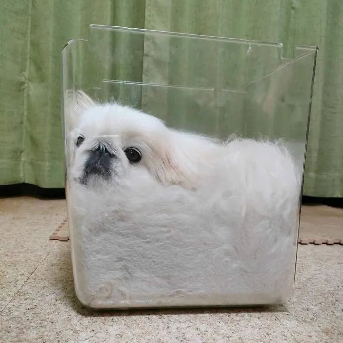 These 60 Animal Pics Are The Mood Boost We All Needed Today