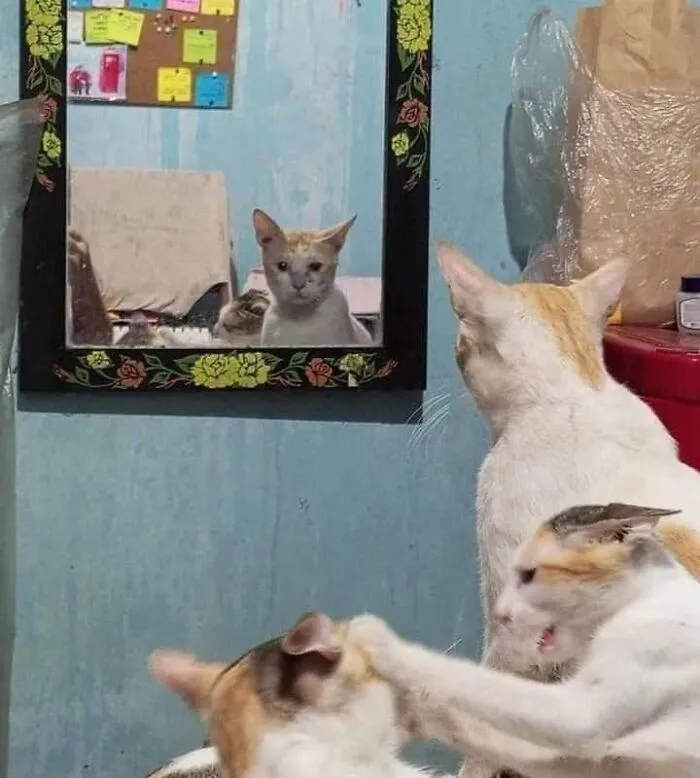 These 60 Animal Pics Are The Mood Boost We All Needed Today