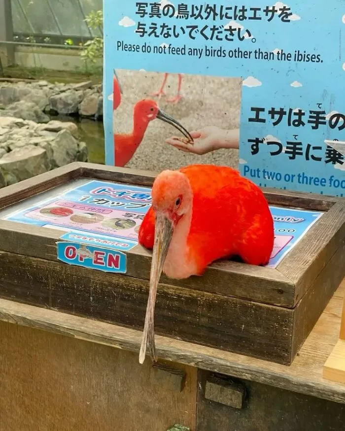 These 60 Animal Pics Are The Mood Boost We All Needed Today