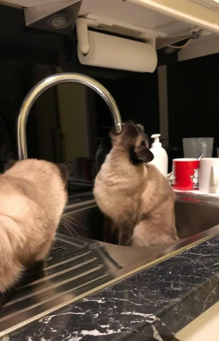 These 60 Animal Pics Are The Mood Boost We All Needed Today