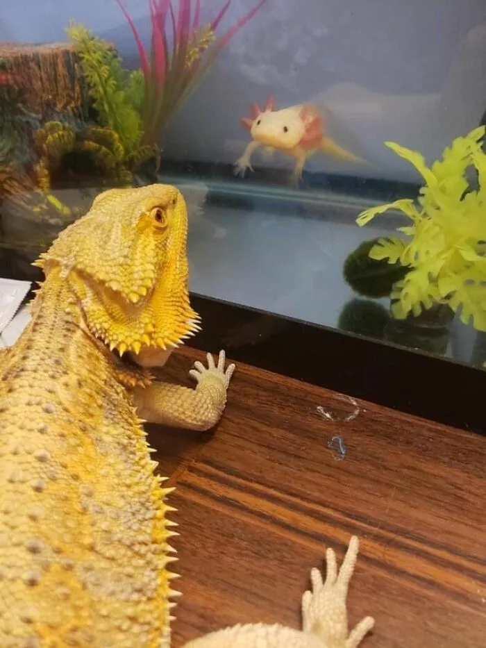 These 60 Animal Pics Are The Mood Boost We All Needed Today