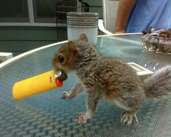 These 60 Animal Pics Are The Mood Boost We All Needed Today