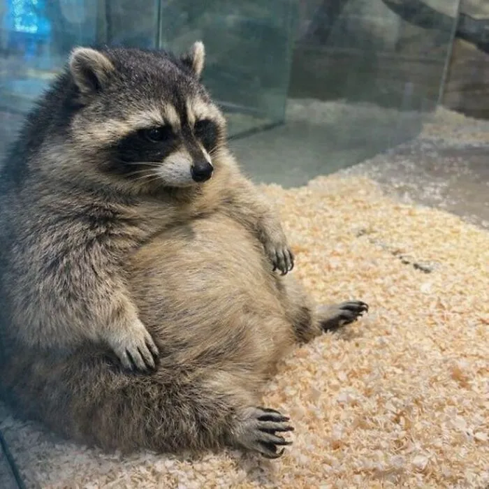 These 60 Animal Pics Are The Mood Boost We All Needed Today