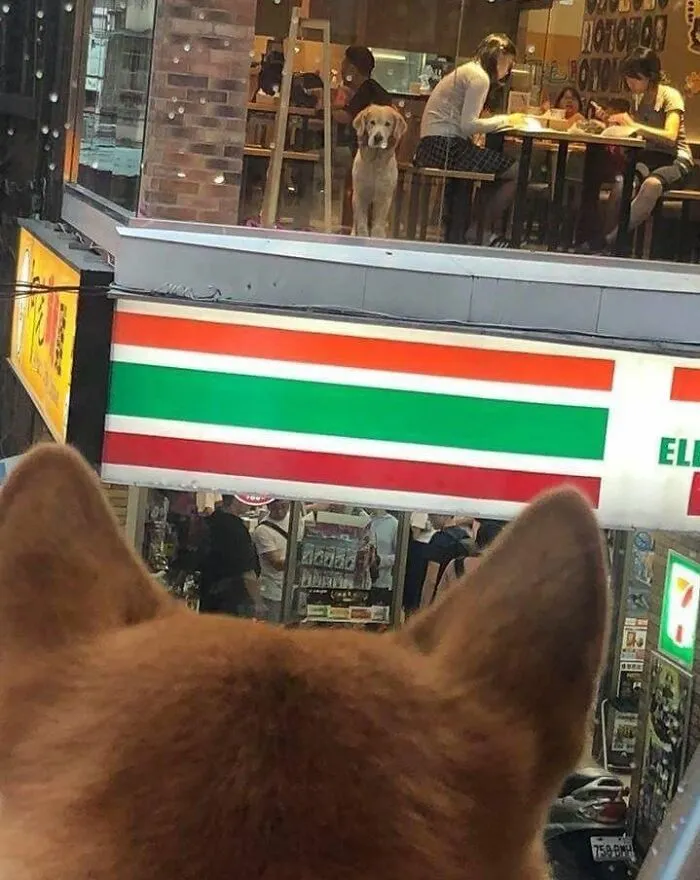 These 60 Animal Pics Are The Mood Boost We All Needed Today