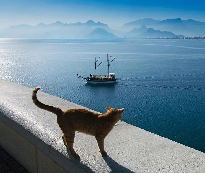 This Photographer Documents Street Cats, And Here Are His 30 Best Shots
