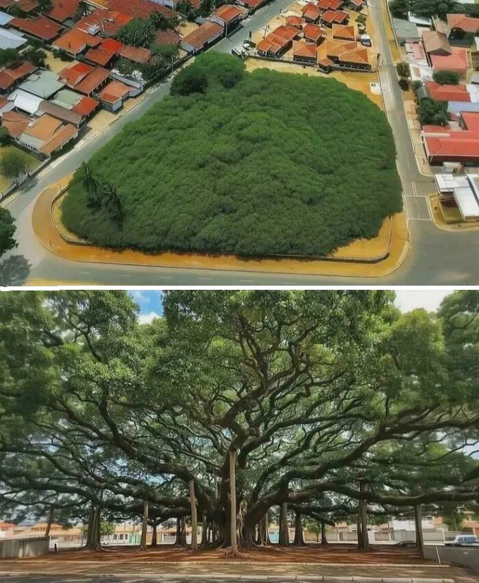 Árbol anacardo en Brasil