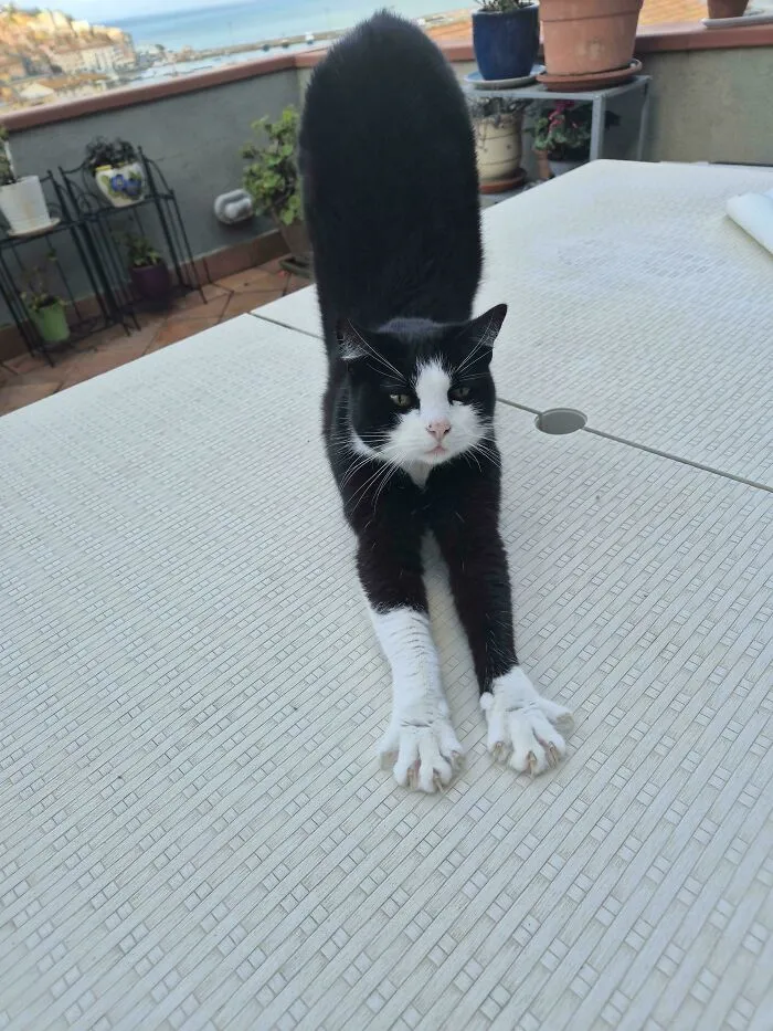 A black and white cat stretching its paws wide, featured in cat claw pictures