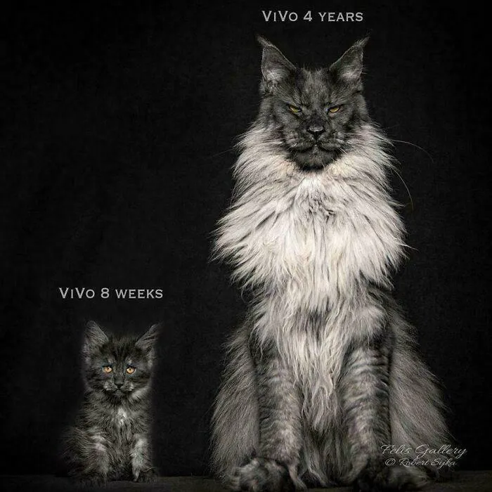 Gato Maine Coon con 8 semanas y con 4 años