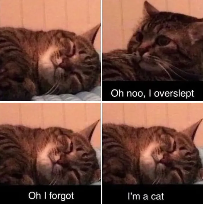 This Page Shares Its Funniest Cat Memes, And Here Are 85 Of The Best Ones